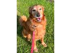 Adopt Bo a Red/Golden/Orange/Chestnut Golden Retriever / Retriever (Unknown