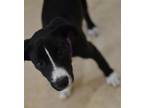 Adopt Dixie a Lakeland Terrier / Mixed dog in Enfield, CT (41566073)