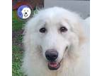 Adopt Matilda a White Great Pyrenees / Mixed dog in Portland, OR (41569781)