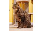 Adopt Miles a Brown or Chocolate Tabby / Mixed (short coat) cat in Dickinson