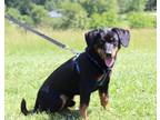 Adopt Roscoe a Black - with Tan, Yellow or Fawn Jack Russell Terrier / Golden