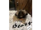 Adopt Beast a Brown/Chocolate Shih Tzu / Mixed Breed (Small) / Mixed dog in