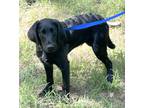 Adopt Rocky a Black Labradoodle / Mixed dog in Plainfield, CT (41569638)