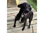 Adopt Luna a Black Weimaraner / Mixed dog in Plain City, OH (41569641)