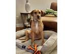Adopt Rosie a Red/Golden/Orange/Chestnut Rhodesian Ridgeback / Pointer / Mixed
