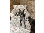 Adopt Bubba (Foster or Adopt) a Brindle Shepherd (Unknown Type) / Plott Hound /