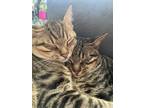 Adopt Koda and Kennai a Gray or Blue Tabby / Mixed (short coat) cat in Columbia