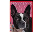 Adopt Mika a Black - with White Boston Terrier / Mixed Breed (Small) / Mixed dog