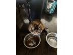 Adopt Kimmy/Kourtney a Gray or Blue American Curl / Mixed (short coat) cat in