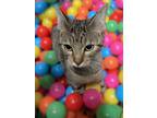 Adopt Cap'n a Brown Tabby Domestic Shorthair (short coat) cat in Germantown