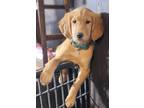 Adopt Briggs a Tan/Yellow/Fawn Golden Retriever / Mixed Breed (Large) / Mixed