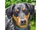 Adopt Austin a Black - with Gray or Silver Catahoula Leopard Dog / Doberman