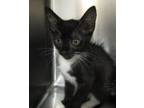 Adopt Cookie a Domestic Shorthair / Mixed cat in Raleigh, NC (41569746)
