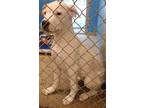 Adopt Sissy a White - with Black Pit Bull Terrier / Mixed dog in Redding