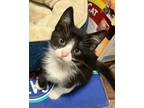 Adopt Cupcake a Black & White or Tuxedo Domestic Shorthair (short coat) cat in