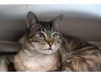 Adopt Nala a All Black Siamese / Mixed Breed (Medium) / Mixed (short coat) cat