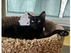 Adopt Rita a All Black Domestic Shorthair / Mixed Breed (Medium) / Mixed (short