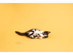 Adopt Siras a All Black Domestic Shorthair / Mixed Breed (Medium) / Mixed (short