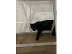 Adopt Nyx a All Black American Shorthair / Mixed (short coat) cat in Greensboro
