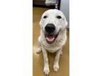Adopt Love a White Anatolian Shepherd / Mixed Breed (Medium) / Mixed (short