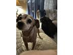 Adopt Rusty a Tan/Yellow/Fawn Miniature Pinscher / Mixed dog in Banning