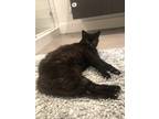 Adopt Oinksy a All Black Domestic Shorthair / Mixed (short coat) cat in Austin