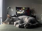 Adopt Juno a Gray, Blue or Silver Tabby Domestic Shorthair / Mixed (short coat)
