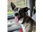 Adopt Gemma a Brindle - with White Australian Shepherd / Mixed Breed (Medium) /