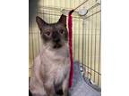 Adopt Orion a Domestic Short Hair