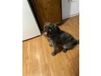 Adopt Daisy a Black - with White Spitz (Unknown Type, Small) / Mixed dog in