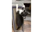 Adopt Cookie a Black & White or Tuxedo Domestic Shorthair (short coat) cat in
