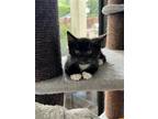 Adopt Tiger a Black & White or Tuxedo Domestic Shorthair / Mixed (short coat)