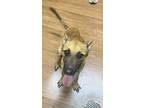 Adopt Dylan a Brown/Chocolate Belgian Malinois / Mixed Breed (Medium) / Mixed