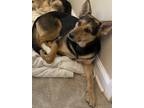 Adopt Kali a Black - with Tan, Yellow or Fawn German Shepherd Dog / Australian