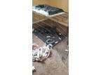 Adopt Domino a Black - with White American Pit Bull Terrier / Mixed dog in