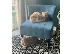 Adopt Luci a Orange or Red (Mostly) Domestic Shorthair / Mixed (short coat) cat