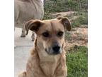 Adopt Bailey a Red/Golden/Orange/Chestnut Shepherd (Unknown Type) / Mixed Breed