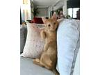 Adopt Peach Crumble (Crumbs) a Orange or Red Domestic Mediumhair / Mixed (medium