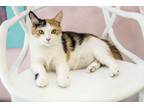 Adopt Jolene - KBC a Calico or Dilute Calico Calico / Mixed (medium coat) cat in