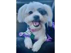 Adopt Memu a White - with Black Shih Tzu / Terrier (Unknown Type