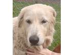 Adopt Josie a White Great Pyrenees / Mixed dog in Carlinville, IL (41569112)