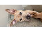 Adopt Stella a Tan/Yellow/Fawn American Pit Bull Terrier / Mixed dog in
