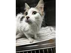 Adopt Riley a White Domestic Mediumhair / Mixed Breed (Medium) / Mixed (short