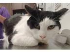 Adopt Stardust a All Black Domestic Shorthair / Mixed Breed (Medium) / Mixed