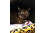 Adopt Trixie a All Black Domestic Shorthair / Mixed Breed (Medium) / Mixed