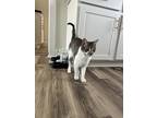 Adopt Sky a Gray or Blue (Mostly) American Shorthair / Mixed (short coat) cat in