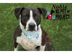 Adopt Noble a Black Labrador Retriever / Hound (Unknown Type) / Mixed (short