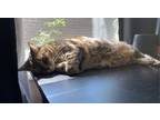 Adopt Ghia a Calico or Dilute Calico Domestic Shorthair / Mixed (short coat) cat
