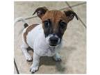 Adopt Cooper a Tricolor (Tan/Brown & Black & White) Jack Russell Terrier / Mixed