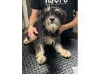 Adopt Norm a Black Schnauzer (Miniature) / Terrier (Unknown Type